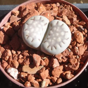 Lithops Living Stones Succulents 2 inch Pot