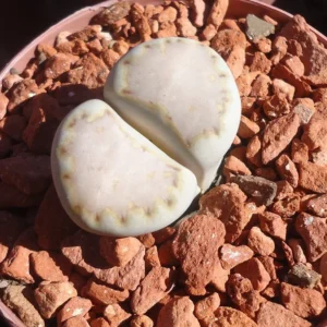 Lithops Living Stones Succulents 2 inch Pot