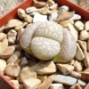 Lithops Marmorata Framesii Living Stones Succulents Rare Exotic Plant