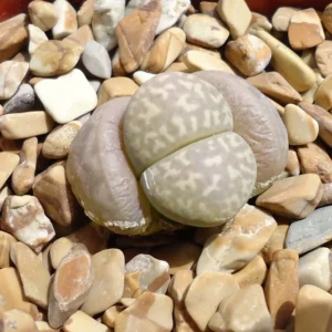 Lithops Marmorata Framesii Living Stones Succulents Rare Exotic Plant