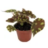 Little Darling Begonia Plant - 2.5" Pot - Terrarium Fairy Garden Houseplant