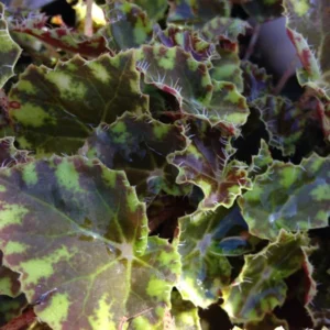 Little Darling Begonia Plant - 2.5" Pot - Terrarium Fairy Garden Houseplant