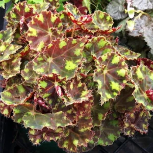 Little Darling Begonia Plant - 2.5