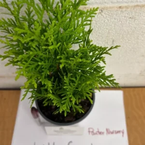 Little Giant Arborvitae Dwarf Plant - 6-12 Inch Evergreen Shrub - Quart Pot