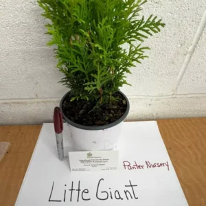 Little Giant Arborvitae Dwarf Plant - 6-12 Inch Evergreen Shrub - Quart Pot