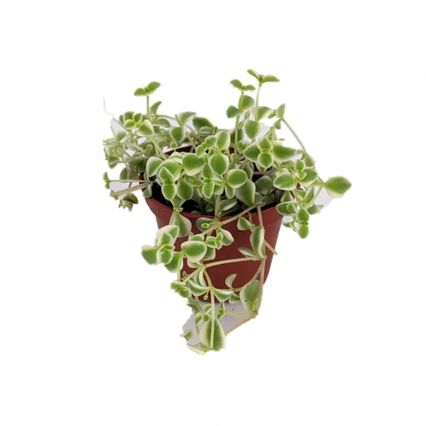 Little Missy Sedum Succulent - Hardy Indoor Outdoor Plant - 2.5" Pot