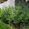 Little Ollie Dwarf Olive Live Plant - Evergreen Bush Shrub - 3 Gallon Pot - Green Foliage