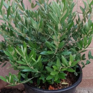 Little Ollie Dwarf Olive Live Plant - Evergreen Bush Shrub - 3 Gallon Pot - Green Foliage