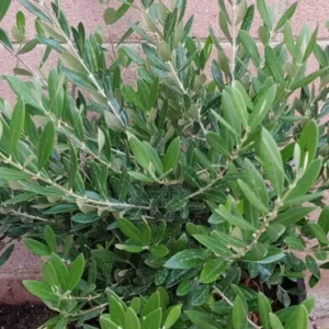 Little Ollie Dwarf Olive Live Plant - Evergreen Bush Shrub - 3 Gallon Pot - Green Foliage