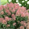 Little Quick Fire Hydrangea Petite Shrub Plant - 6-12 Inch - Flowers