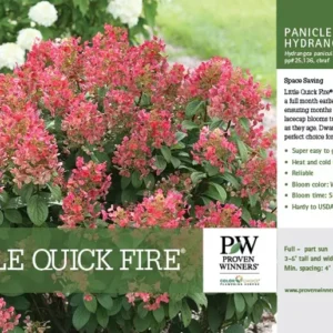 Little Quick Fire Hydrangea Petite Shrub Plant - 6-12 Inch - Flowers