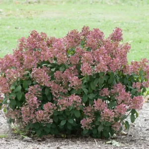 Little Quick Fire Hydrangea Petite Shrub Plant - 6-12 Inch - Flowers