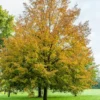 Littleleaf Linden Tree - Tilia Cordata - Shade Tree - 2 to 3 ft - Fragrant Flowers