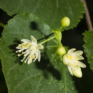 Littleleaf Linden Tree - Tilia Cordata - Shade Tree - 2 to 3 ft - Fragrant Flowers