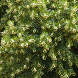 Littleleaf Linden Tree - Tilia Cordata - Shade Tree - 2 to 3 ft - Fragrant Flowers