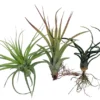Live Air Plants Tillandsia Assortment - Bareroot for Terrariums, Fairy Gardens, Houseplant