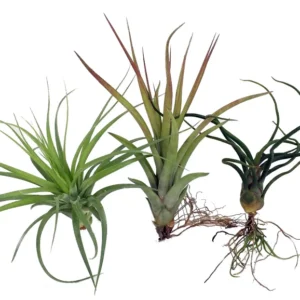 Live Air Plants Tillandsia Assortment - Bareroot for Terrariums, Fairy Gardens, Houseplant