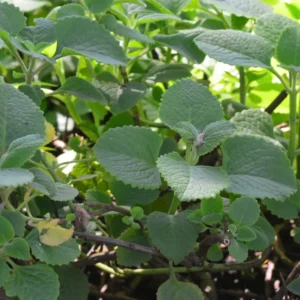 Live Cuban Oregano Plant - 2 Mexican Mint Plants - Indoor Herb - 4-6