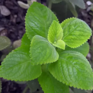 Live Cuban Oregano Plant - 2 Mexican Mint Plants - Indoor Herb - 4-6