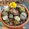 Living Stone Plant Lithops - 2" Pot - Strange Plant - Collector's Series
