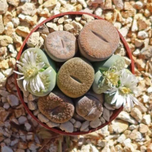 Living Stone Plant Lithops - 2" Pot - Strange Plant - Collector's Series