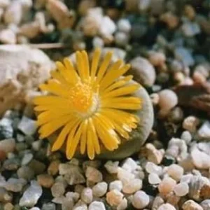Living Stone Plant Lithops - 2