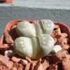 Living Stone Succulents - Lithops Otzeniana - 2 inch Pot - Unusual Plant