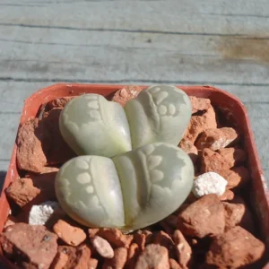 Living Stone Succulents - Lithops Otzeniana - 2 inch Pot - Unusual Plant