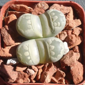 Living Stone Succulents - Lithops Otzeniana - 2 inch Pot - Unusual Plant