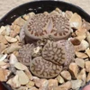 Living Stones Succulents Lithops Julii Reticulate Rare 2 inch Pots