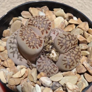 Living Stones Succulents Lithops Julii Reticulate Rare 2 inch Pots
