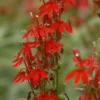 Lobelia Cardinalis Cardinal Flower Live Starter Plant Rooted Plug Red Perennial