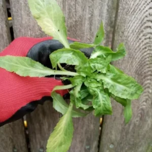 Lobelia Cardinalis Cardinal Flower Live Starter Plant Rooted Plug Red Perennial