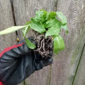 Lobelia Cardinalis Cardinal Flower Live Starter Plant Rooted Plug Red Perennial