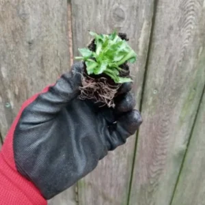 Lobelia Cardinalis Cardinal Flower Live Starter Plant Rooted Plug Red Perennial
