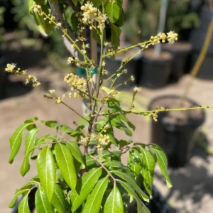 Longan Plant Live - 5-8 Inch Sweet Longan Fruit Tree - Potted