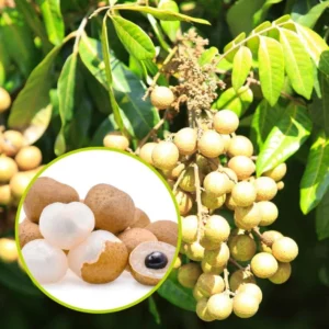 Longan Plant Live - 5-8 Inch Sweet Longan Fruit Tree - Potted