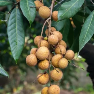 Longan Plant Live - 5-8 Inch Sweet Longan Fruit Tree - Potted