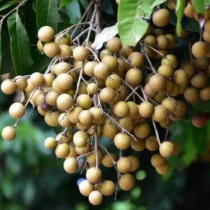 Longan Plant Live - 5-8 Inch Sweet Longan Fruit Tree - Potted