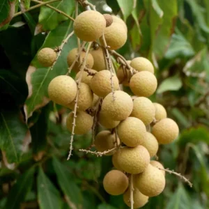 Longan Plant Live - 5-8 Inch Sweet Longan Fruit Tree - Potted