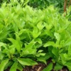 Longevity Spinach Plant Live - Gynura Procumbens - 4 to 6 Inch Tall Plant