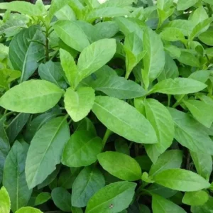 Longevity Spinach Plant Live - Gynura Procumbens - 4 to 6 Inch Tall Plant