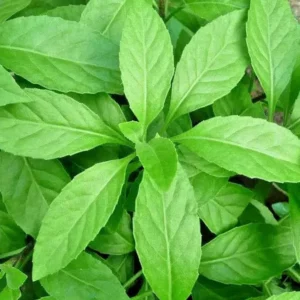 Longevity Spinach Plant Live - Gynura Procumbens - 4 to 6 Inch Tall Plant