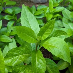 Longevity Spinach Plant Live - Gynura Procumbens - 4 to 6 Inch Tall Plant