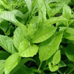 Longevity Spinach Plant Live - Gynura Procumbens - 4 to 6 Inch Tall Plant