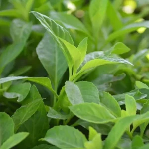 Longevity Spinach Plant Live - Gynura Procumbens - 4 to 6 Inch Tall Plant