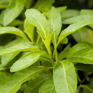 Longevity Spinach Plant Live - Gynura Procumbens - 4 to 6 Inch Tall Plant