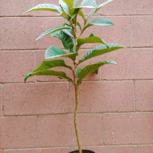 Loquat Big Jim Seedling Tropical Fruit Tree - 3 Gallon Pot - Grow Your Own Delicious Fruit