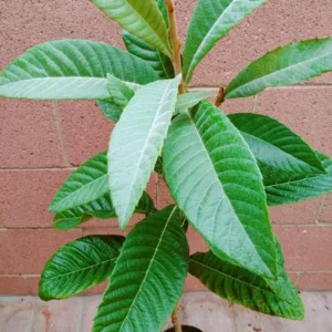 Loquat Big Jim Seedling Tropical Fruit Tree - 3 Gallon Pot - Grow Your Own Delicious Fruit