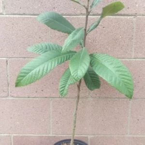 Loquat Big Jim Seedling Tropical Fruit Tree Potted Plant